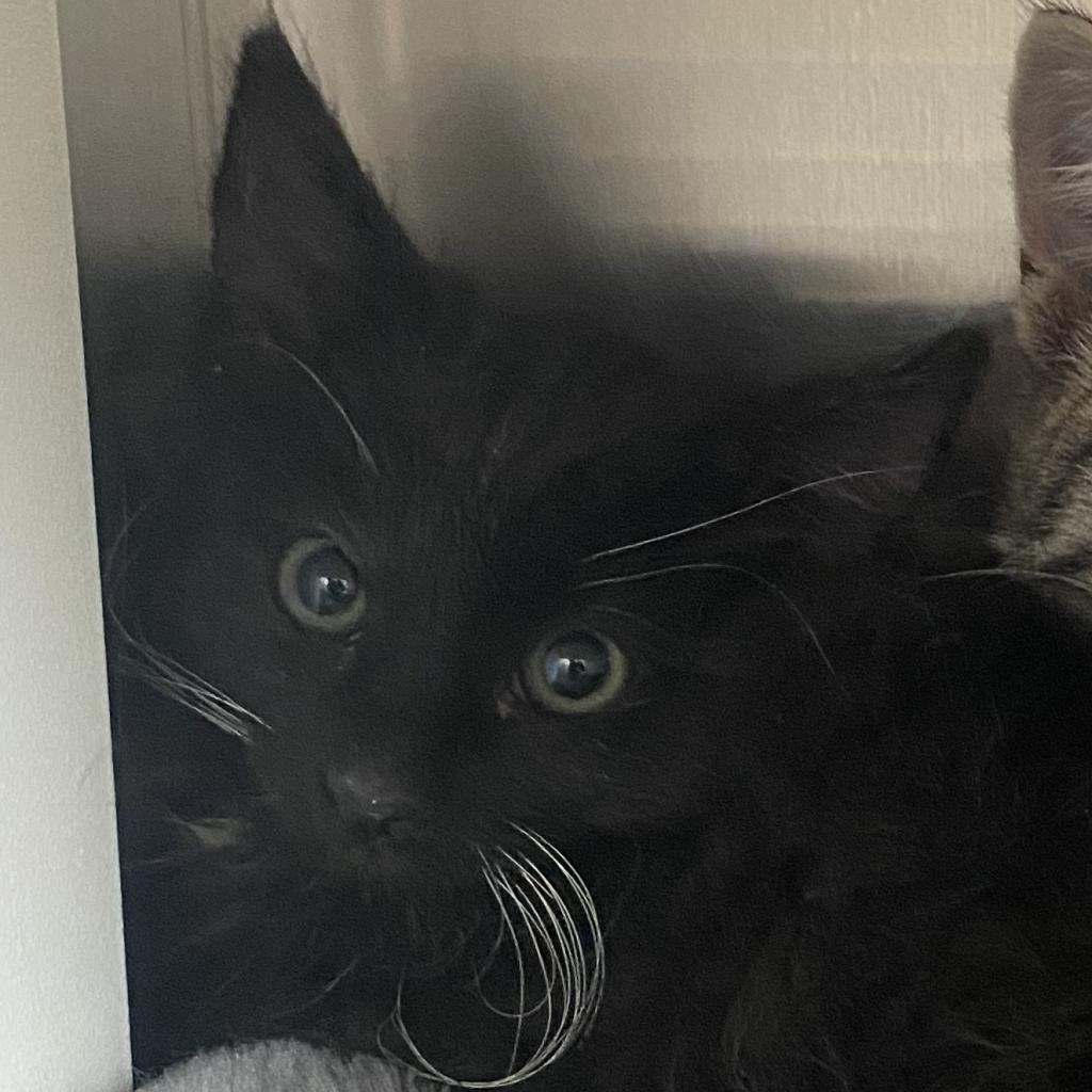 Everest, Adoptable, Adult Female Domestic Short Hair.