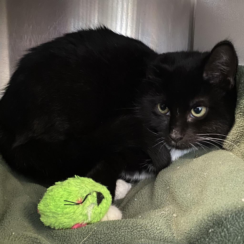 Enlarge Everest, a Adoptable Domestic Short Hair in Cedaredge, CO image 2/4