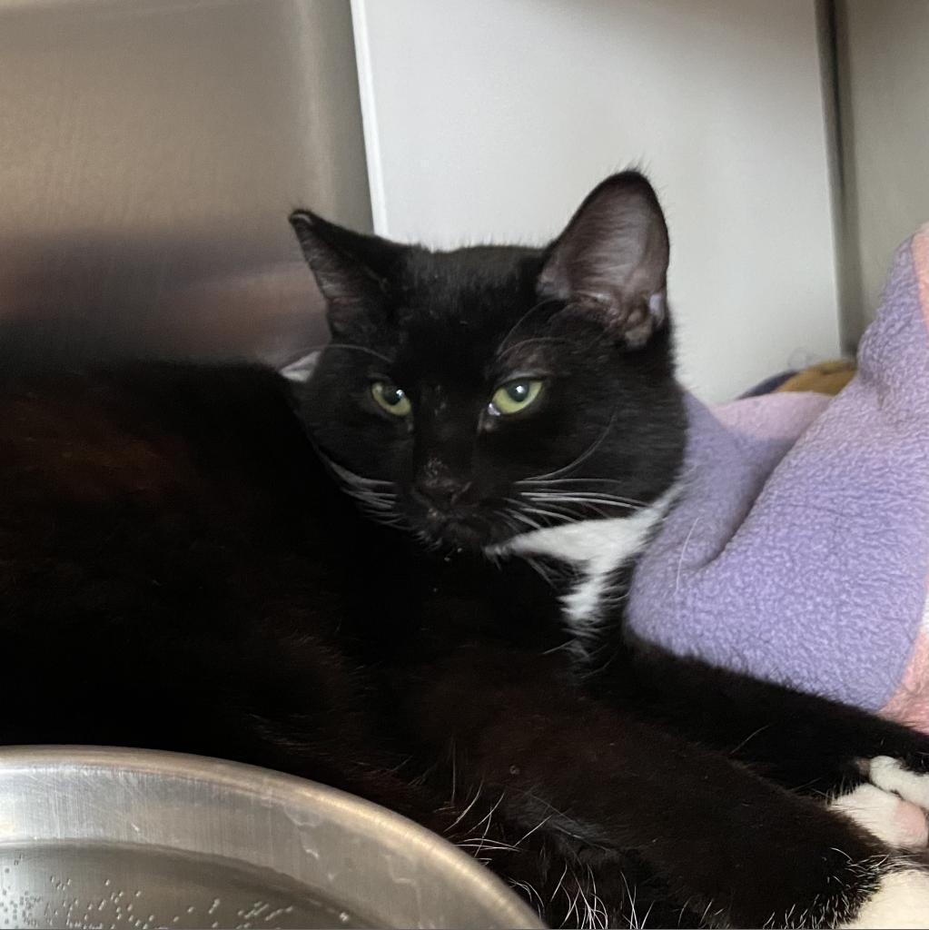 Enlarge Everest, a Adoptable Domestic Short Hair in Cedaredge, CO image 3/4