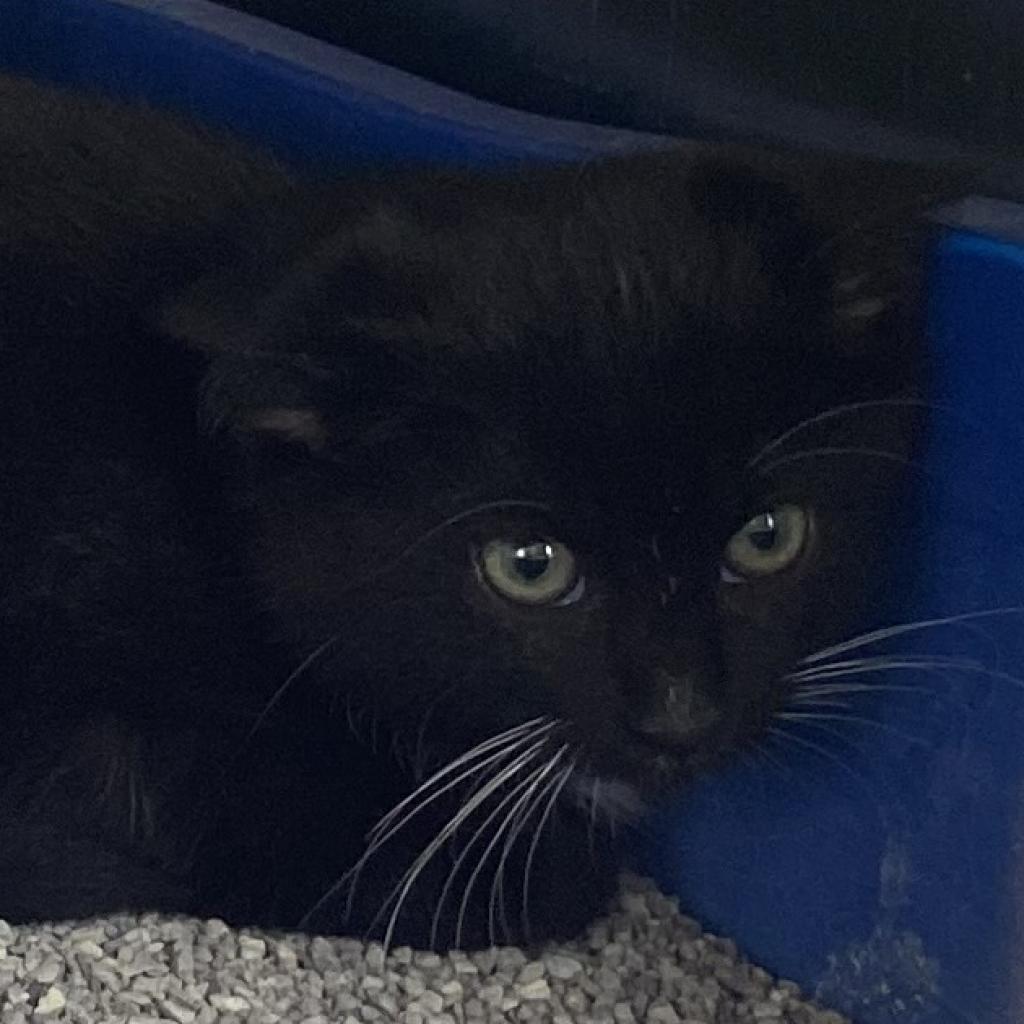 Enlarge Everest, a Adoptable Domestic Short Hair in Cedaredge, CO image 4/4