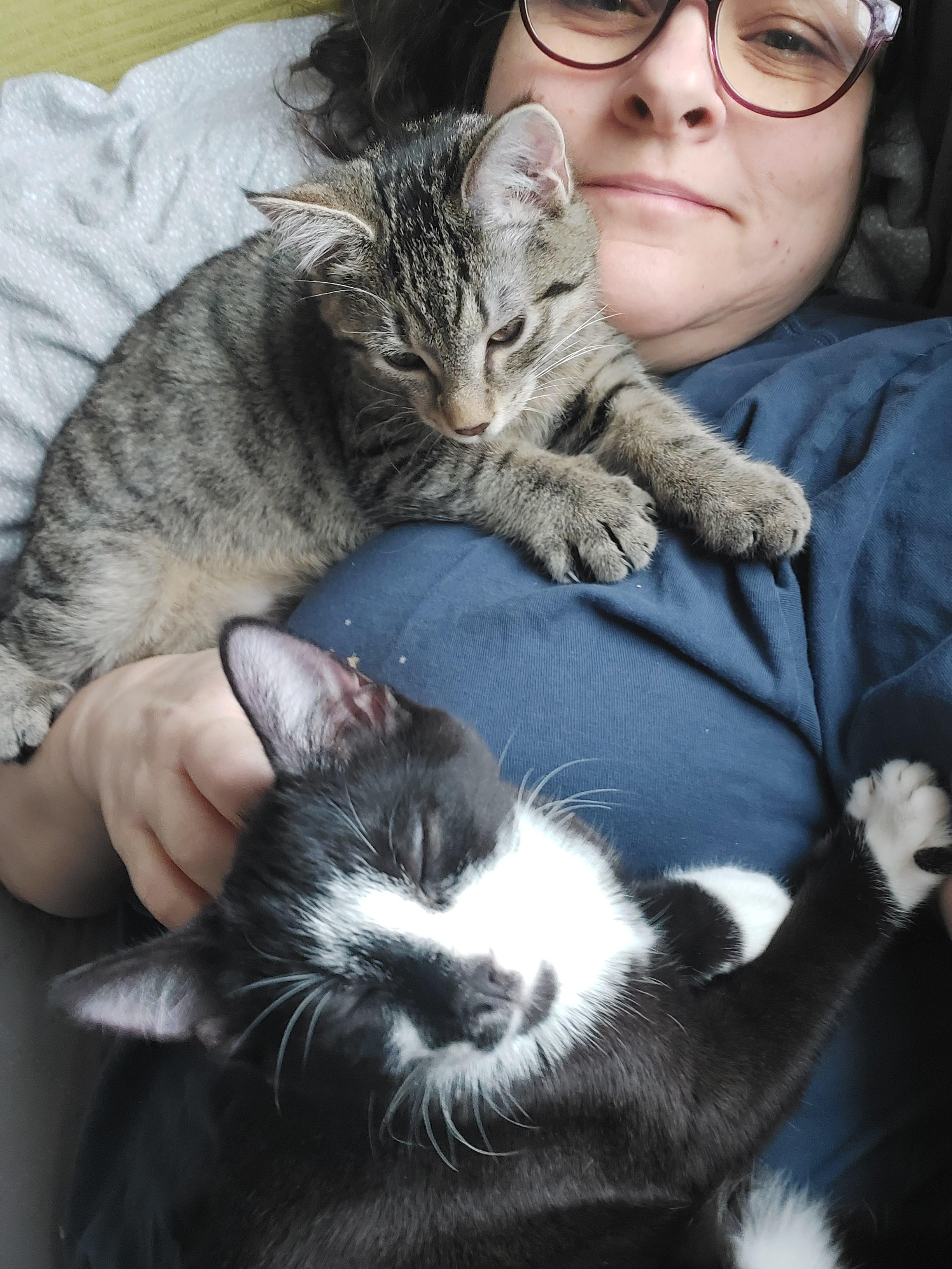 Enlarge Scotch, an adopted Domestic Short Hair in Morgantown, WV image 6/6