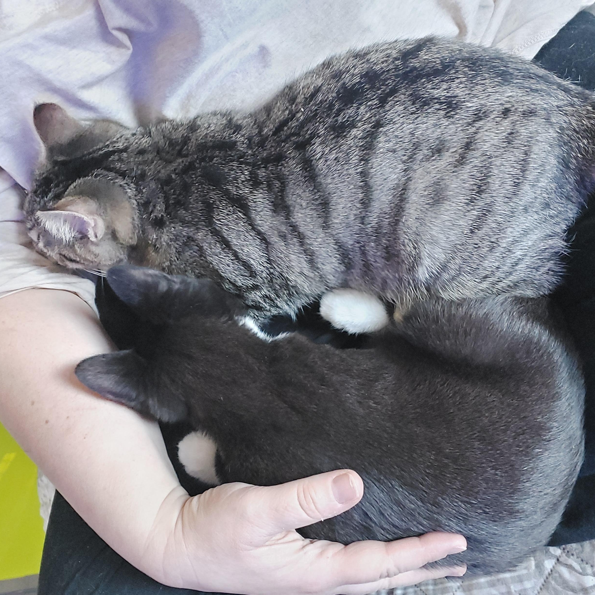 Enlarge Scotch, an adopted Domestic Short Hair in Morgantown, WV image 4/6