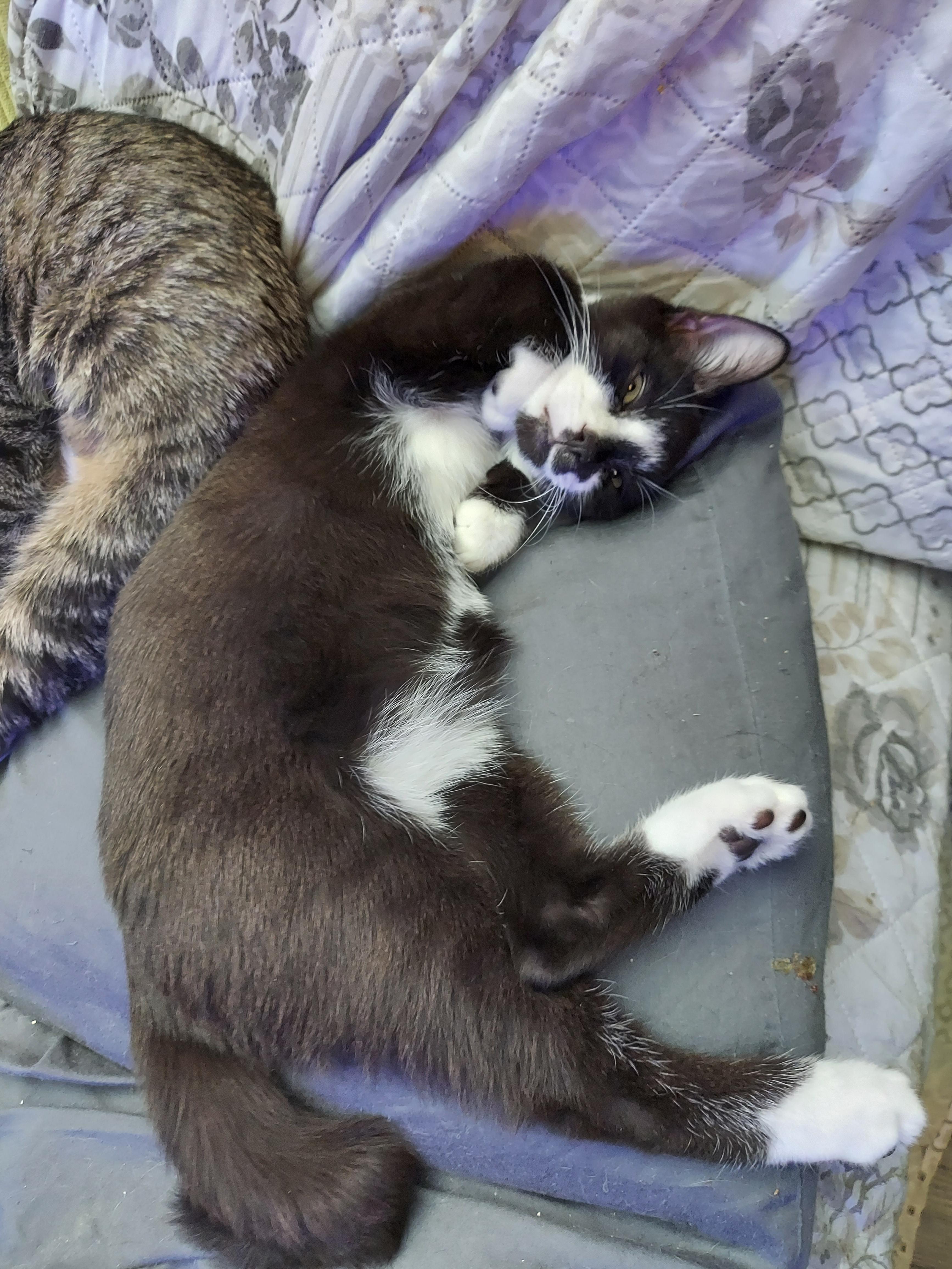 Scotch, adopted, Kitten Male Domestic Short Hair.