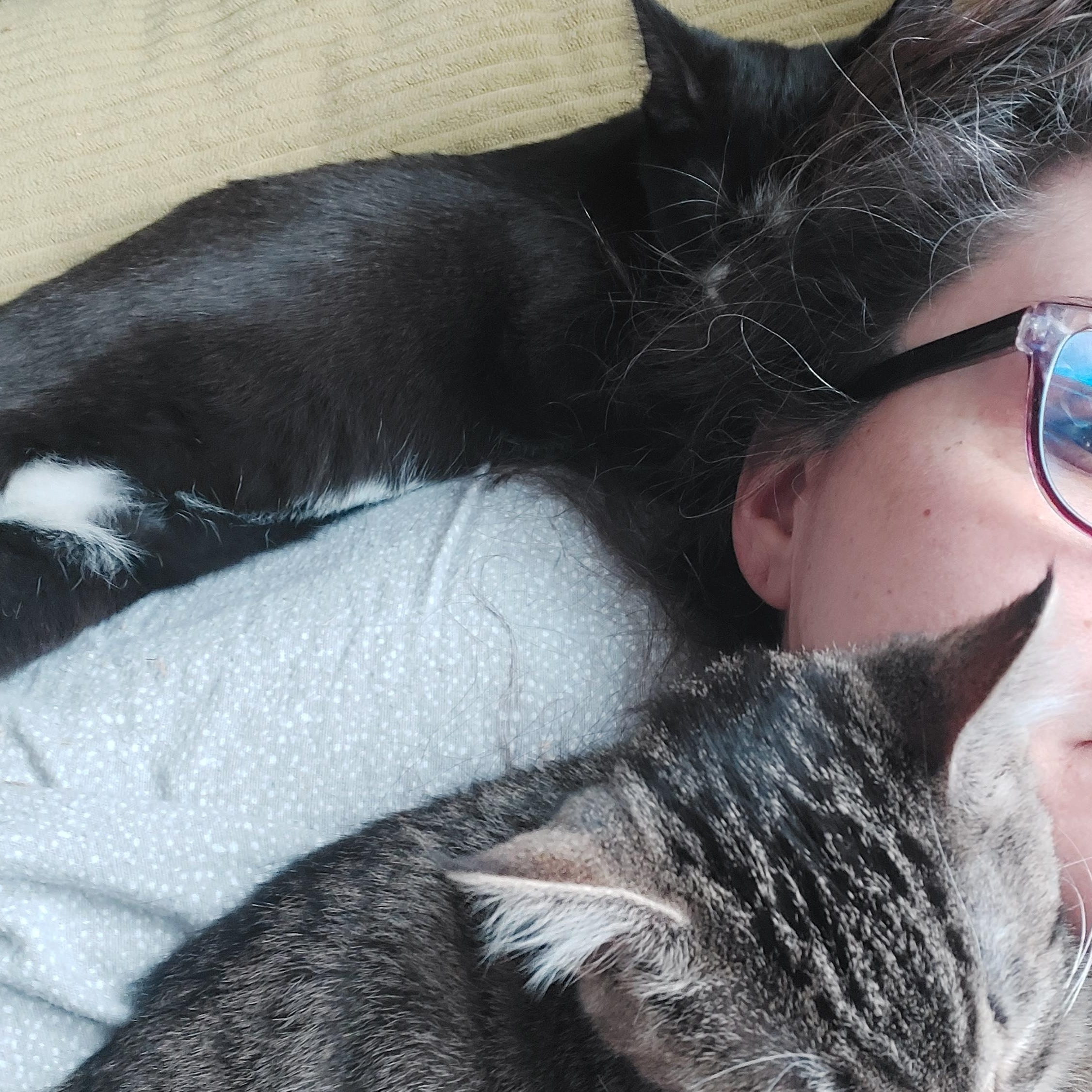 Enlarge Scotch, an adopted Domestic Short Hair in Morgantown, WV image 3/6