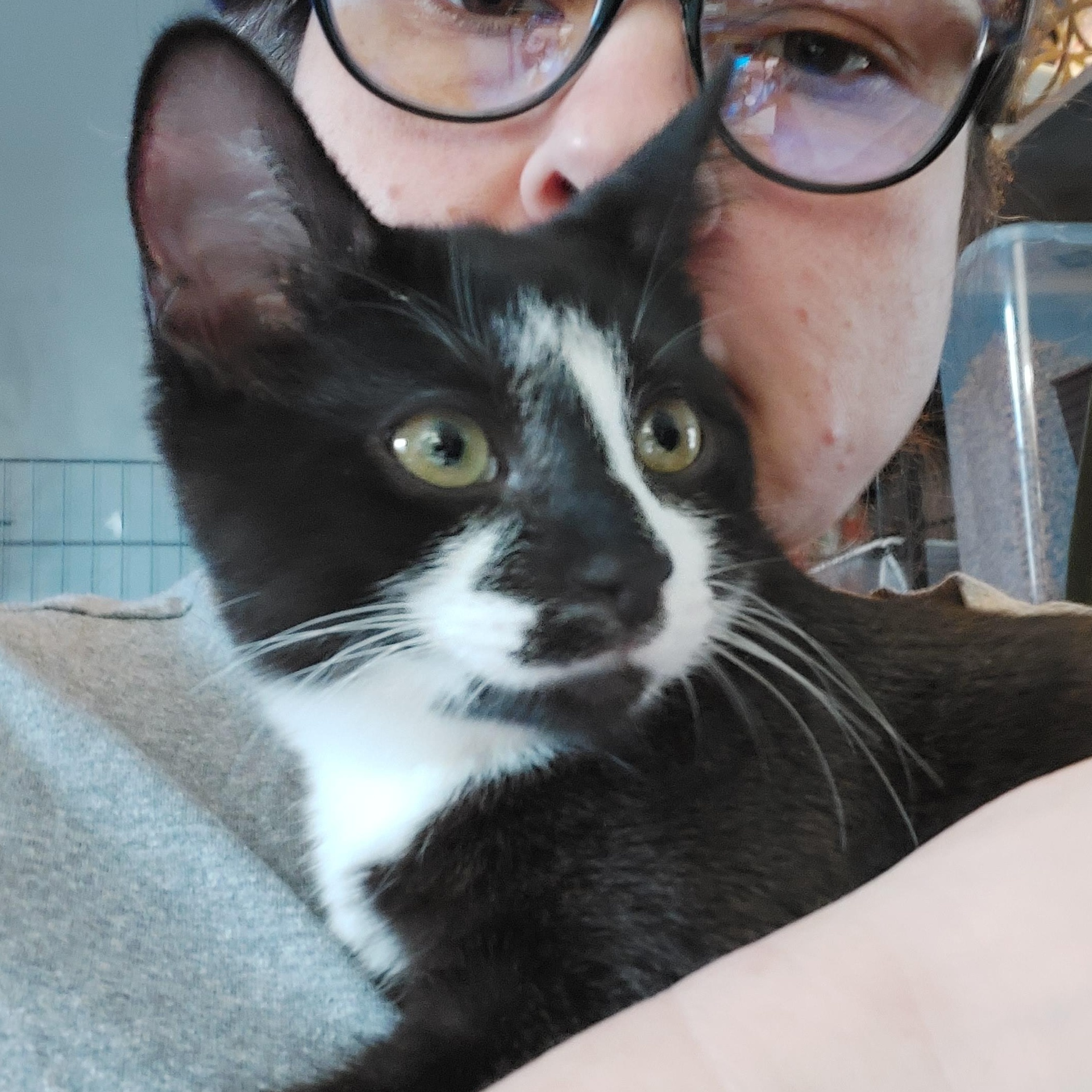 Enlarge Scotch, an adopted Domestic Short Hair in Morgantown, WV image 5/6