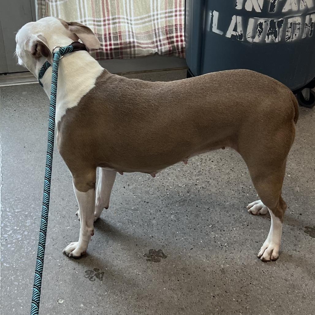Precious, Adoptable, Adult Female Mixed Breed.