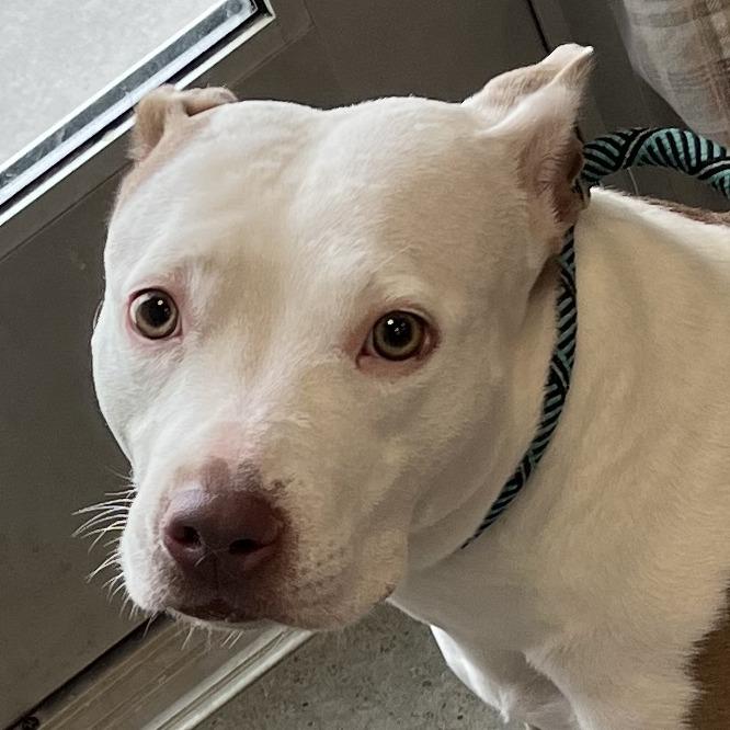 Enlarge Precious, a Adoptable Mixed Breed in Las Cruces, NM image 2/3