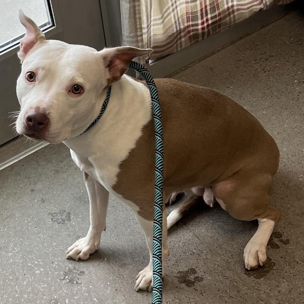 Enlarge Precious, a Adoptable Mixed Breed in Las Cruces, NM image 3/3