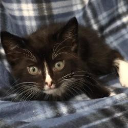 Enlarge Coal, a Adoptable Domestic Short Hair in Saint Cloud, MN image 1/1