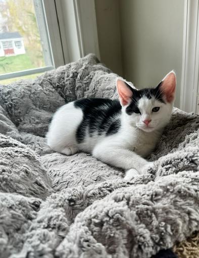 Enlarge OPAL, an adopted Domestic Short Hair in Philadelphia, PA image 1/4