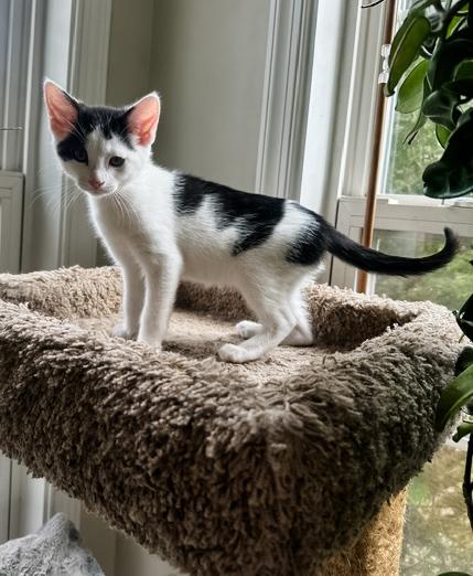 Enlarge OPAL, an adopted Domestic Short Hair in Philadelphia, PA image 4/4