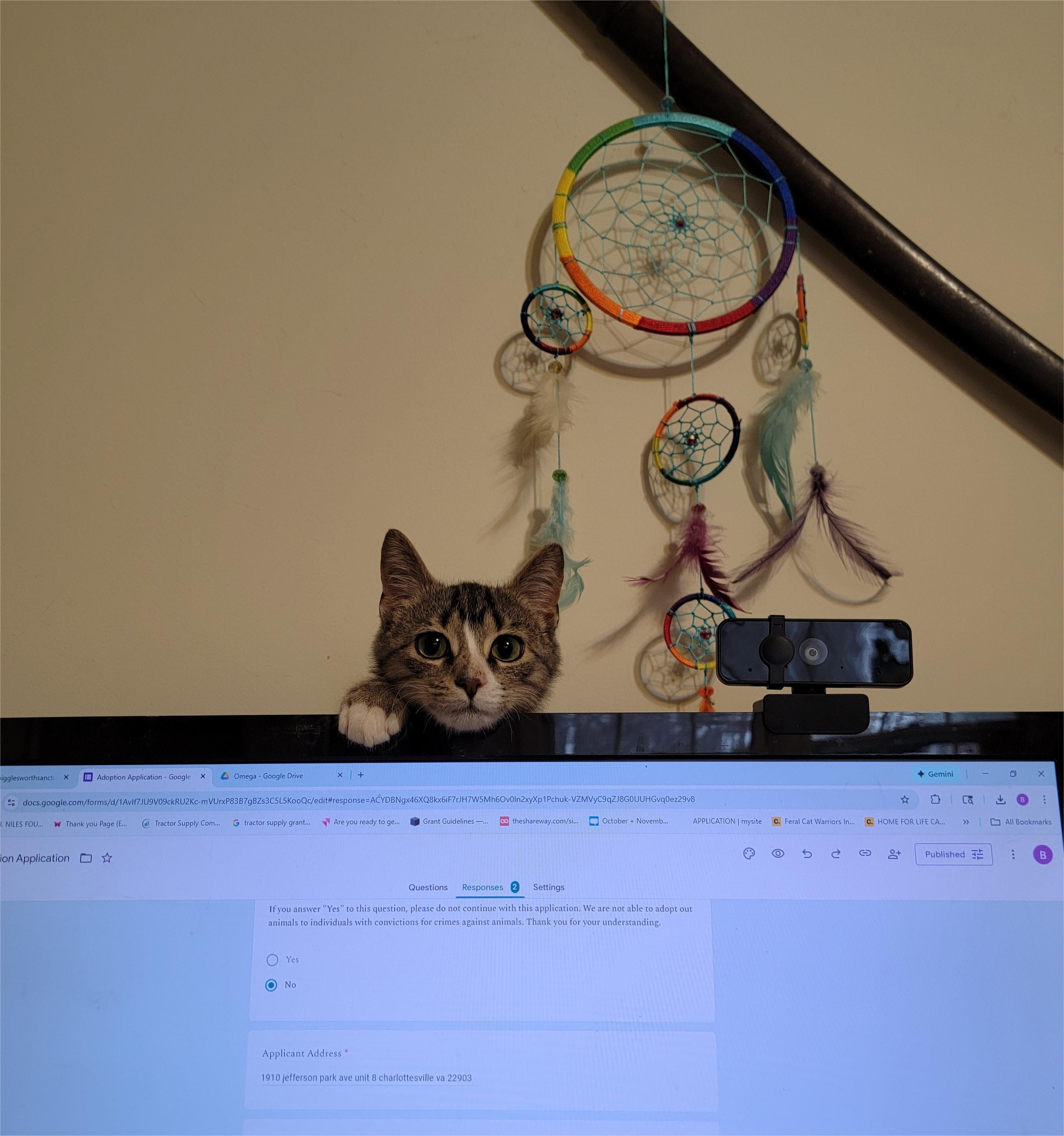 Enlarge Cooper, an adopted Tabby in Charlottesville, VA image 4/6