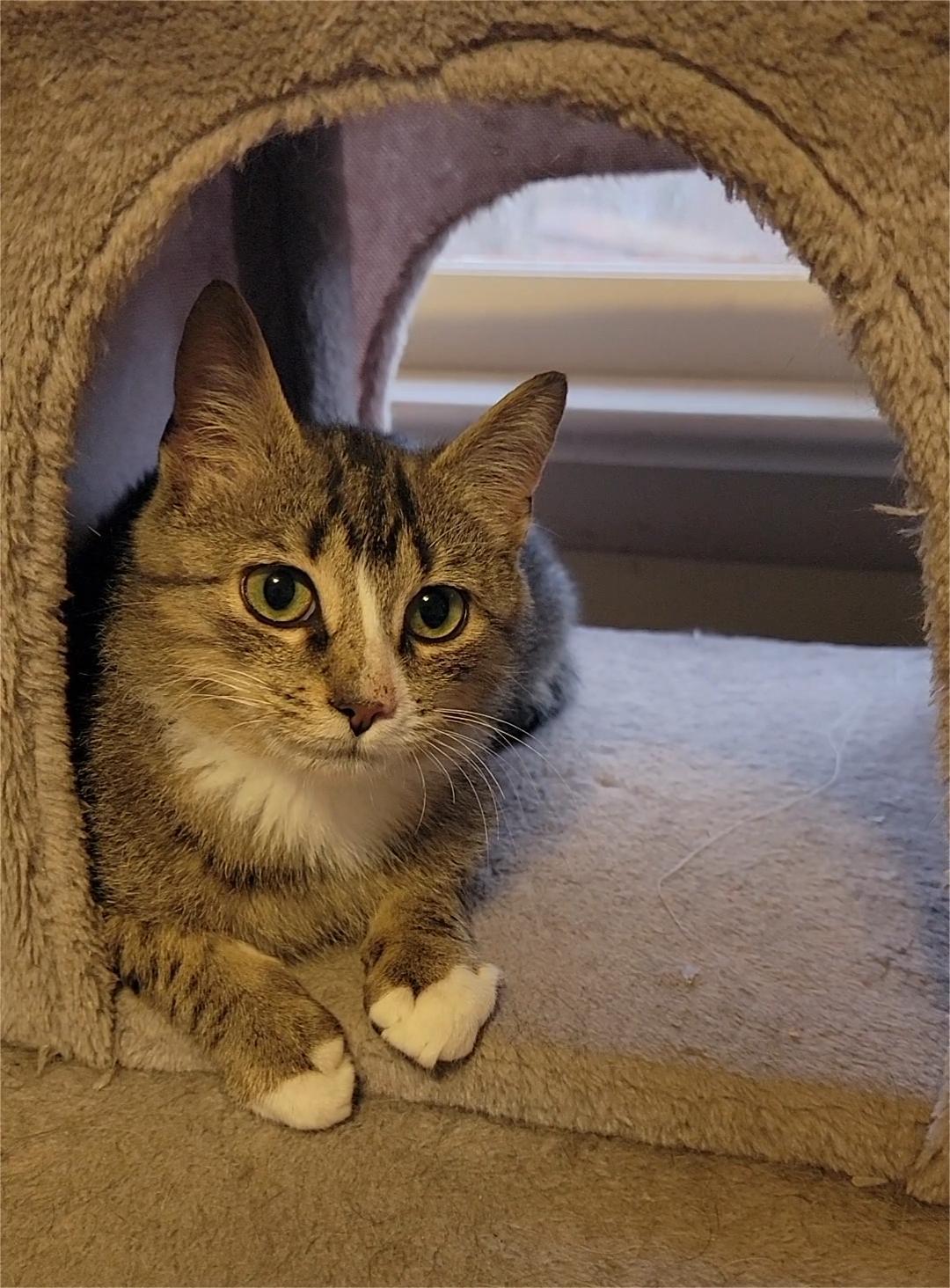 Enlarge Cooper, an adopted Tabby in Charlottesville, VA image 5/6