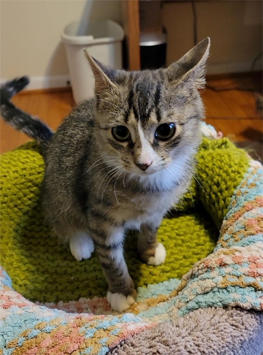 Enlarge Cooper, an adopted Tabby in Charlottesville, VA image 2/6