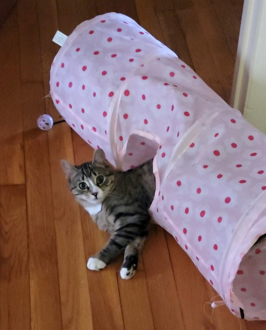Enlarge Cooper, an adopted Tabby in Charlottesville, VA image 3/6