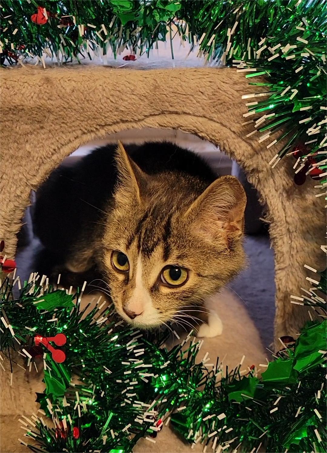 Enlarge Cooper, an adopted Tabby in Charlottesville, VA image 6/6
