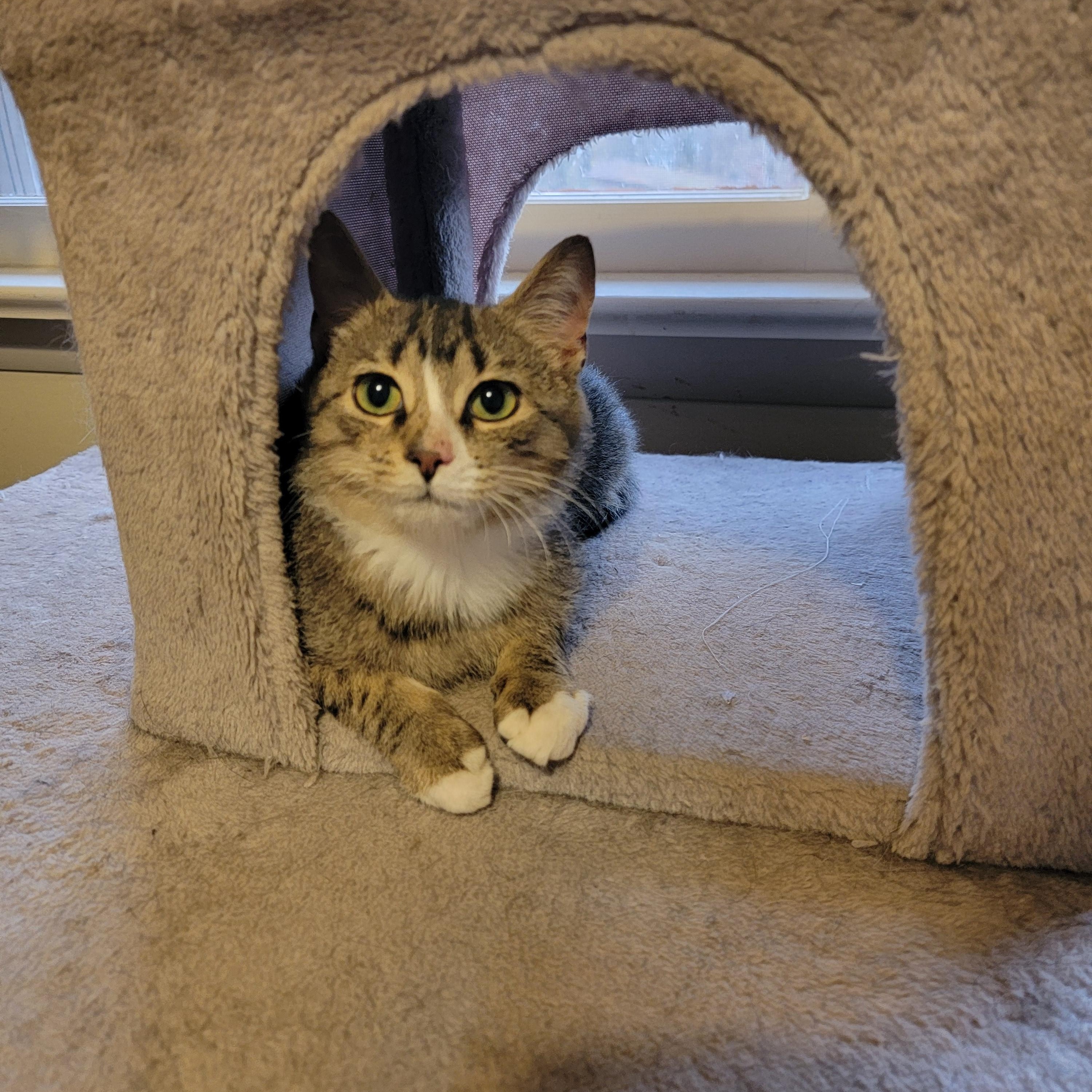Cooper, adopted, Young Male Tabby.