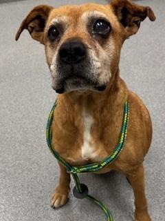 Vanna Yrly 70, Adoptable, Senior Female Boxer.