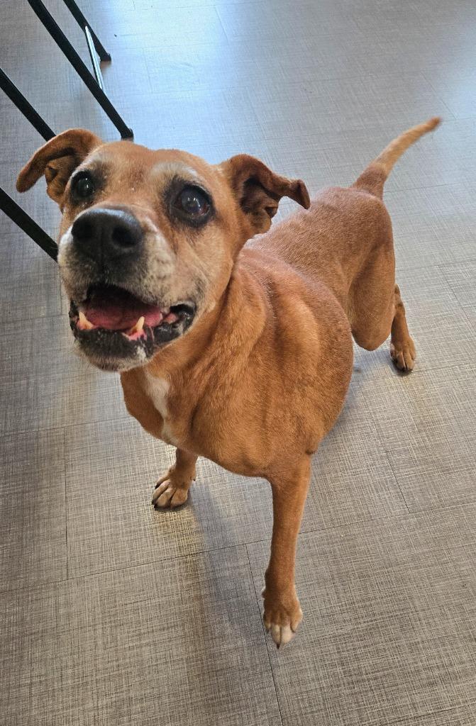 Enlarge Vanna Yrly 70, a Adoptable mixed breed in Sidney, OH image 2/6
