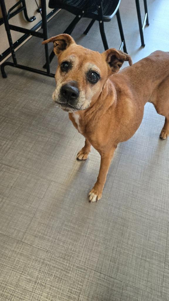 Enlarge Vanna Yrly 70, a Adoptable mixed breed in Sidney, OH image 3/6