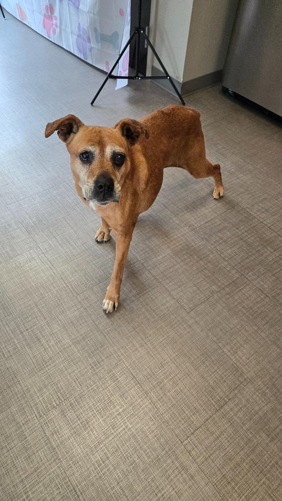 Enlarge Vanna Yrly 70, a Adoptable mixed breed in Sidney, OH image 4/6