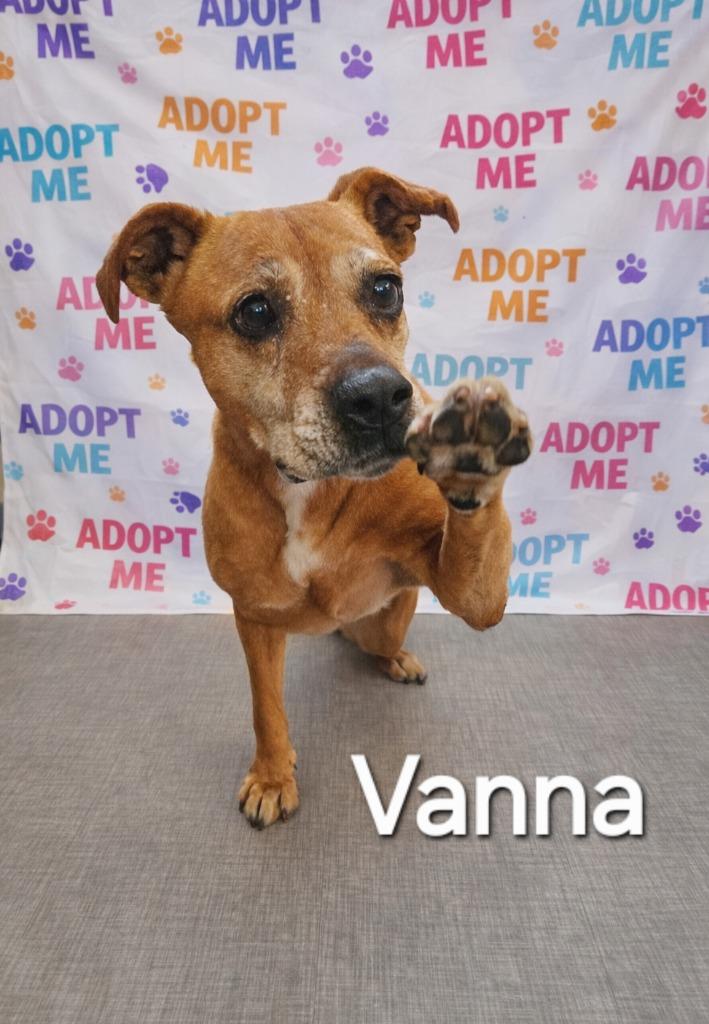 Enlarge Vanna Yrly 70, a Adoptable mixed breed in Sidney, OH image 5/6