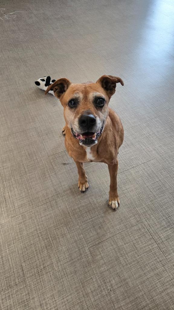 Enlarge Vanna Yrly 70, a Adoptable mixed breed in Sidney, OH image 6/6