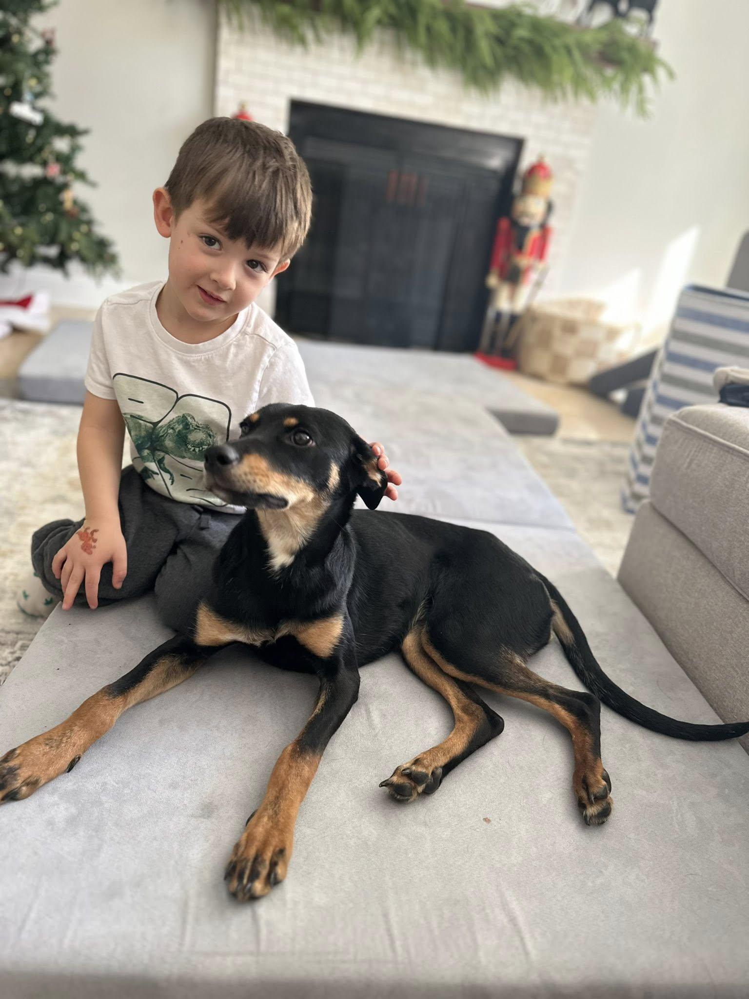 Zelda, Adoptable, Young Female Hound.