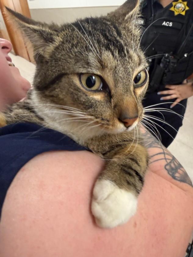 A209615, Adoptable, Adult Male Domestic Short Hair.