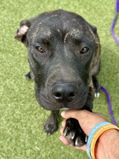 Dubai Brownie, Adoptable, Young Male Mixed Breed & Mixed Breed.