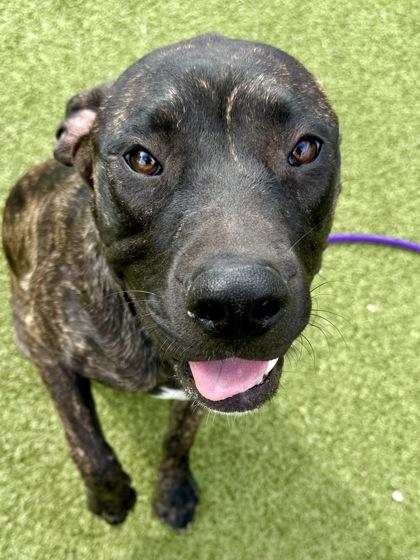 Enlarge Dubai Brownie, a Adoptable mixed breed in Wichita, KS image 3/3