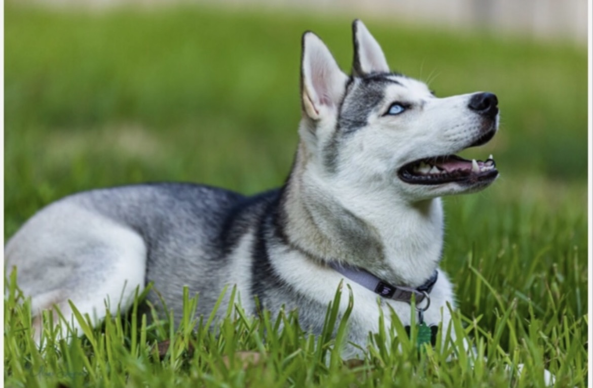 Dog for adoption Luna, a Siberian Husky in Garden City, KS Petfinder
