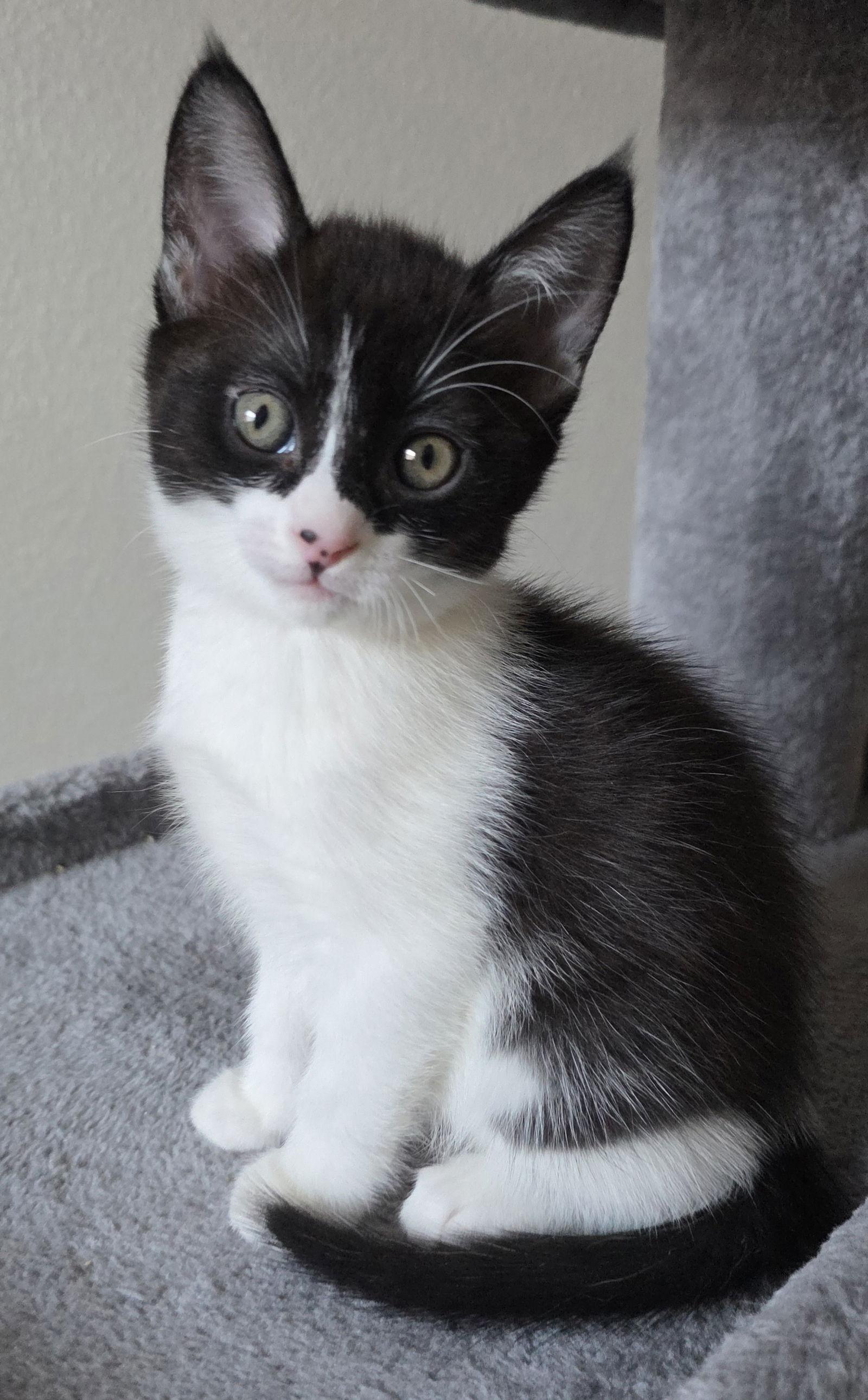 Siena, Adoptable, Kitten Female Domestic Short Hair & Tuxedo.