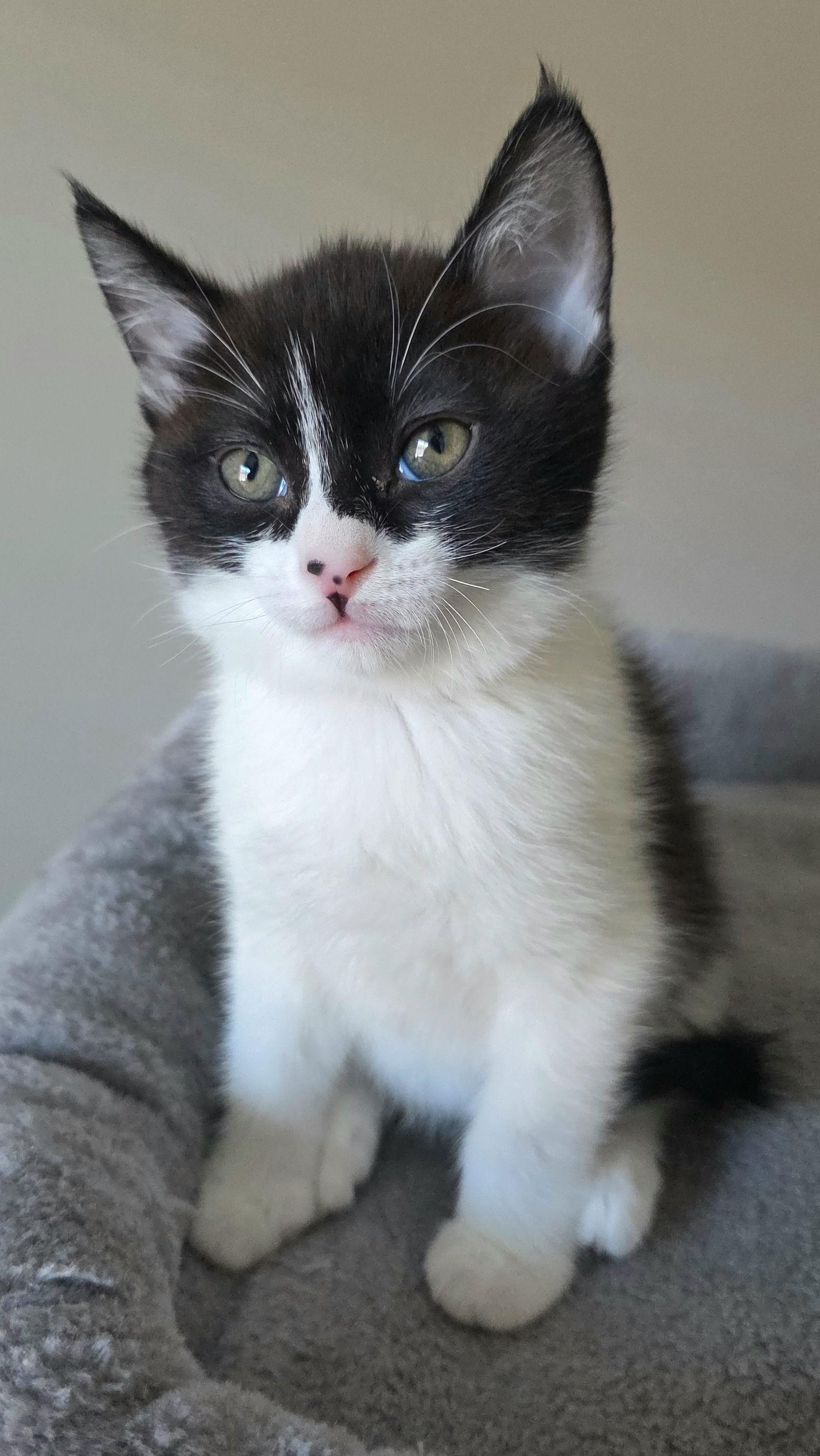 Enlarge Siena, a Adoptable mixed breed in Campbell, CA image 2/2