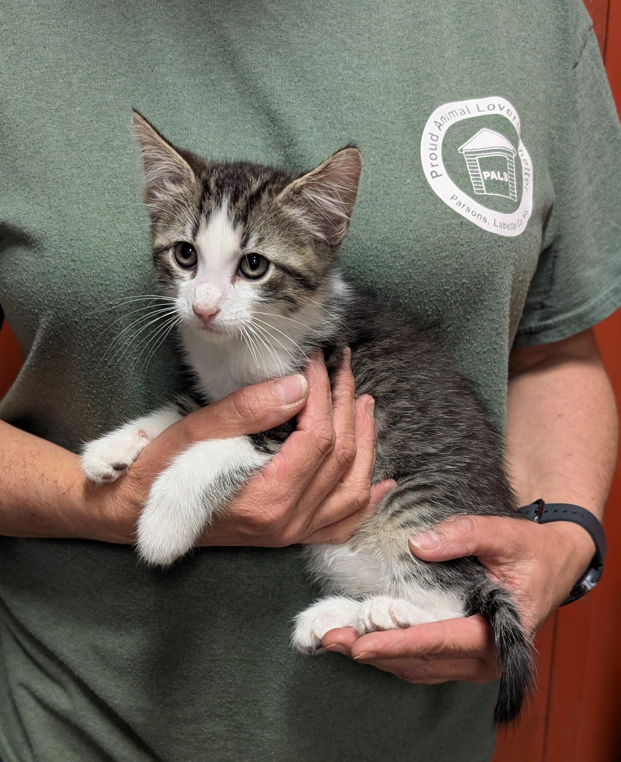 Guy, ADOPTABLE, Kitten Male Domestic Short Hair.