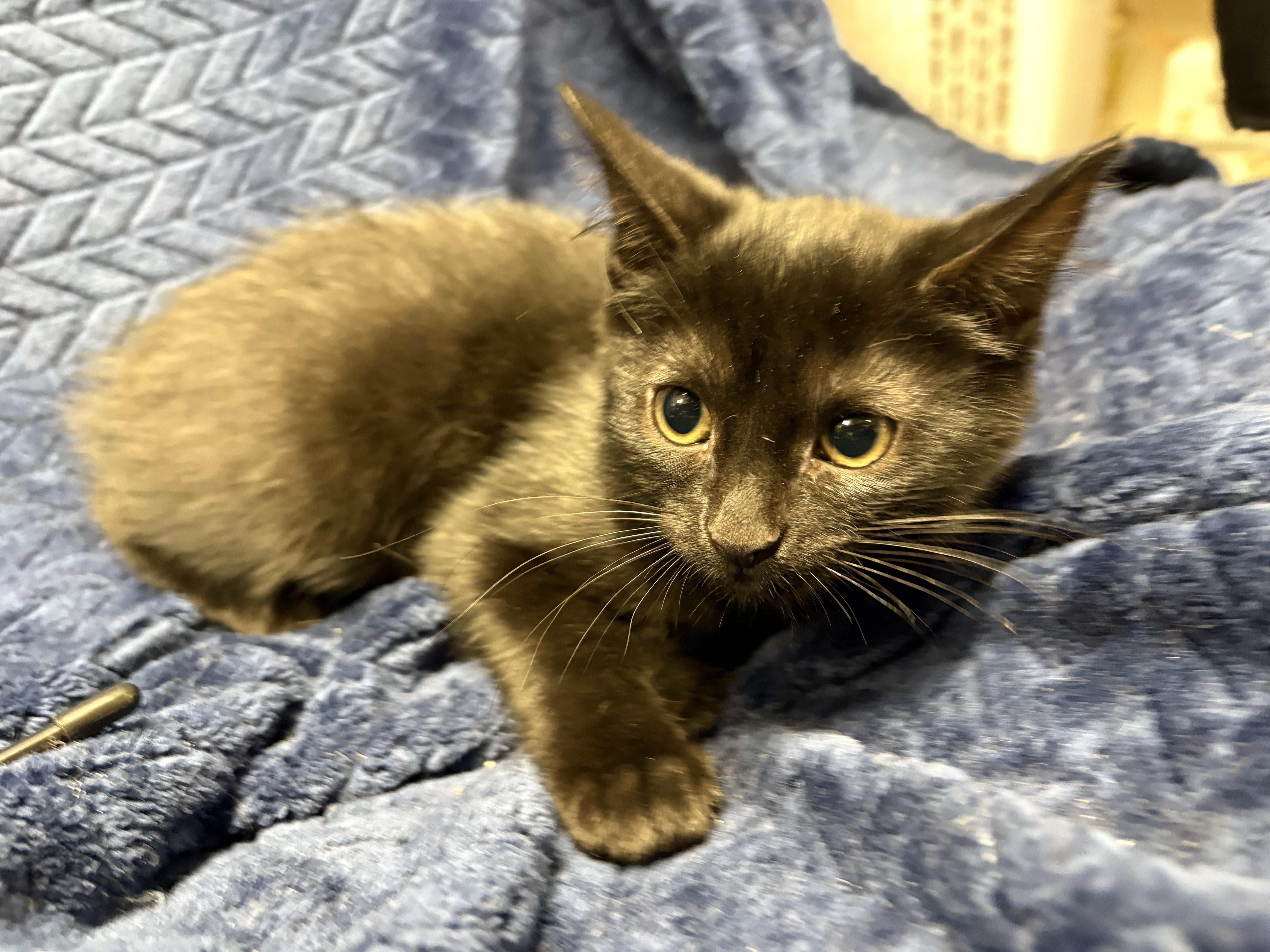 Winger, Adopted, Young Male Domestic Short Hair.