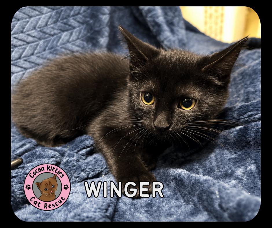 Winger, a Adopted mixed breed in Hershey, PA image 2/2