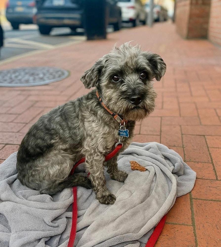 Buster Adoption Pending, Adoptable, Young Male Schnauzer.