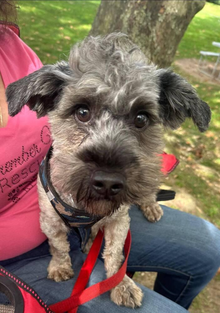 Buster Adoption Pending, a Adoptable mixed breed in Huntington, NY image 2/2