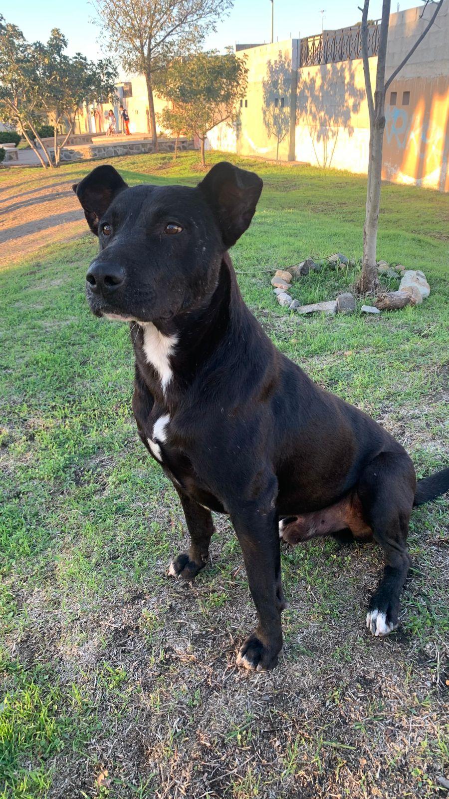 Enlarge Shanky, a Adoptable mixed breed in Tijuana, BCN image 1/5