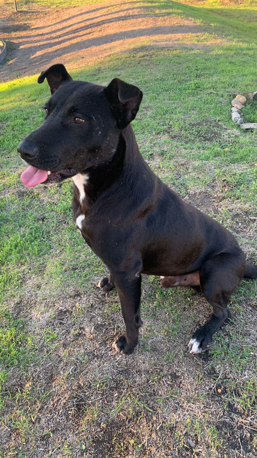 Enlarge Shanky, a Adoptable mixed breed in Tijuana, BCN image 3/5