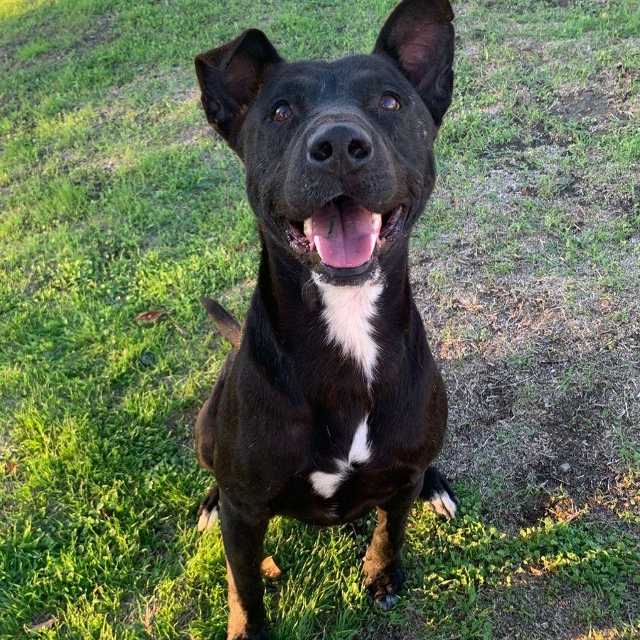 Enlarge Shanky, a Adoptable mixed breed in Tijuana, BCN image 5/5