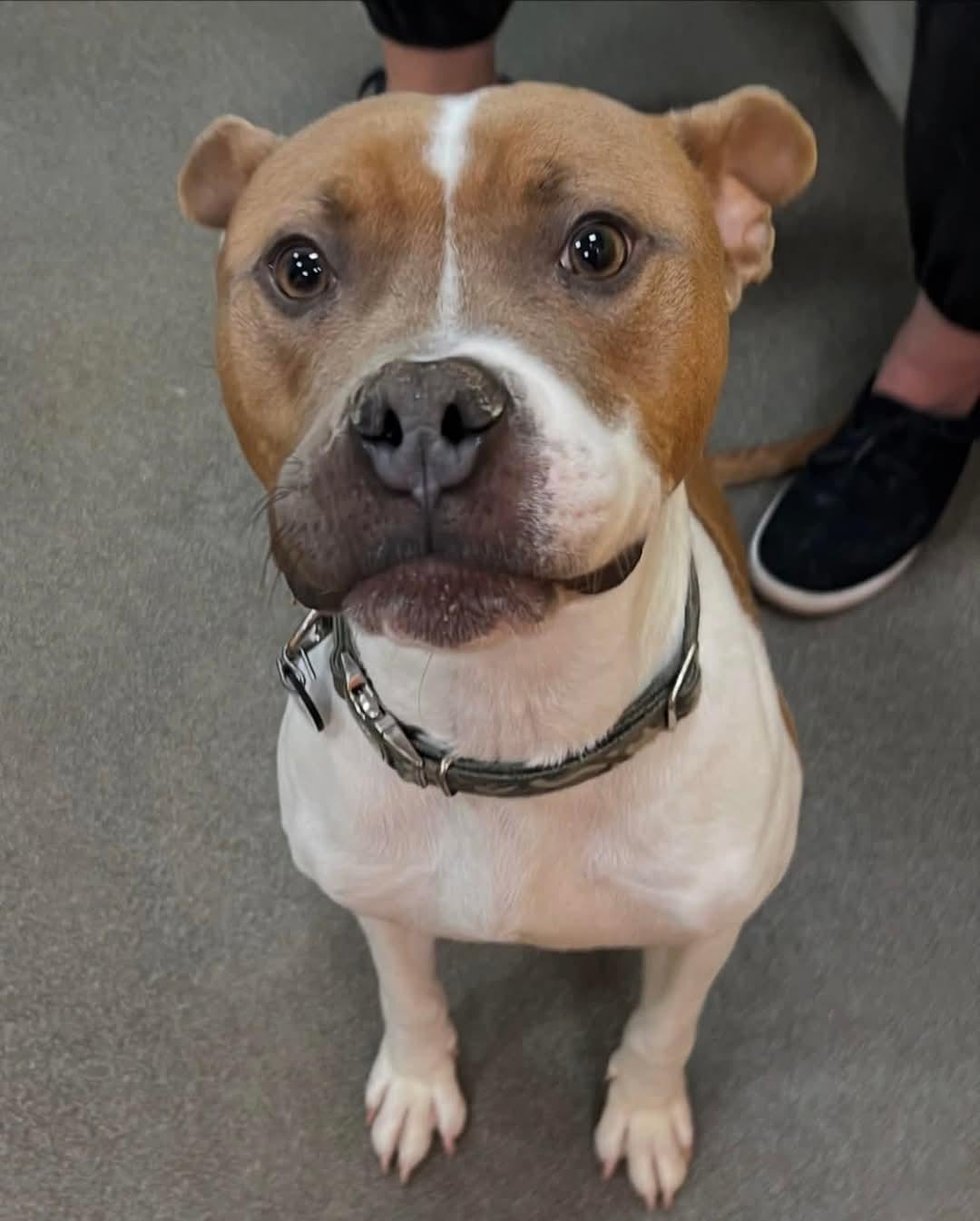 Benton, a Adopted mixed breed in Fredericksburg, VA image 1/2