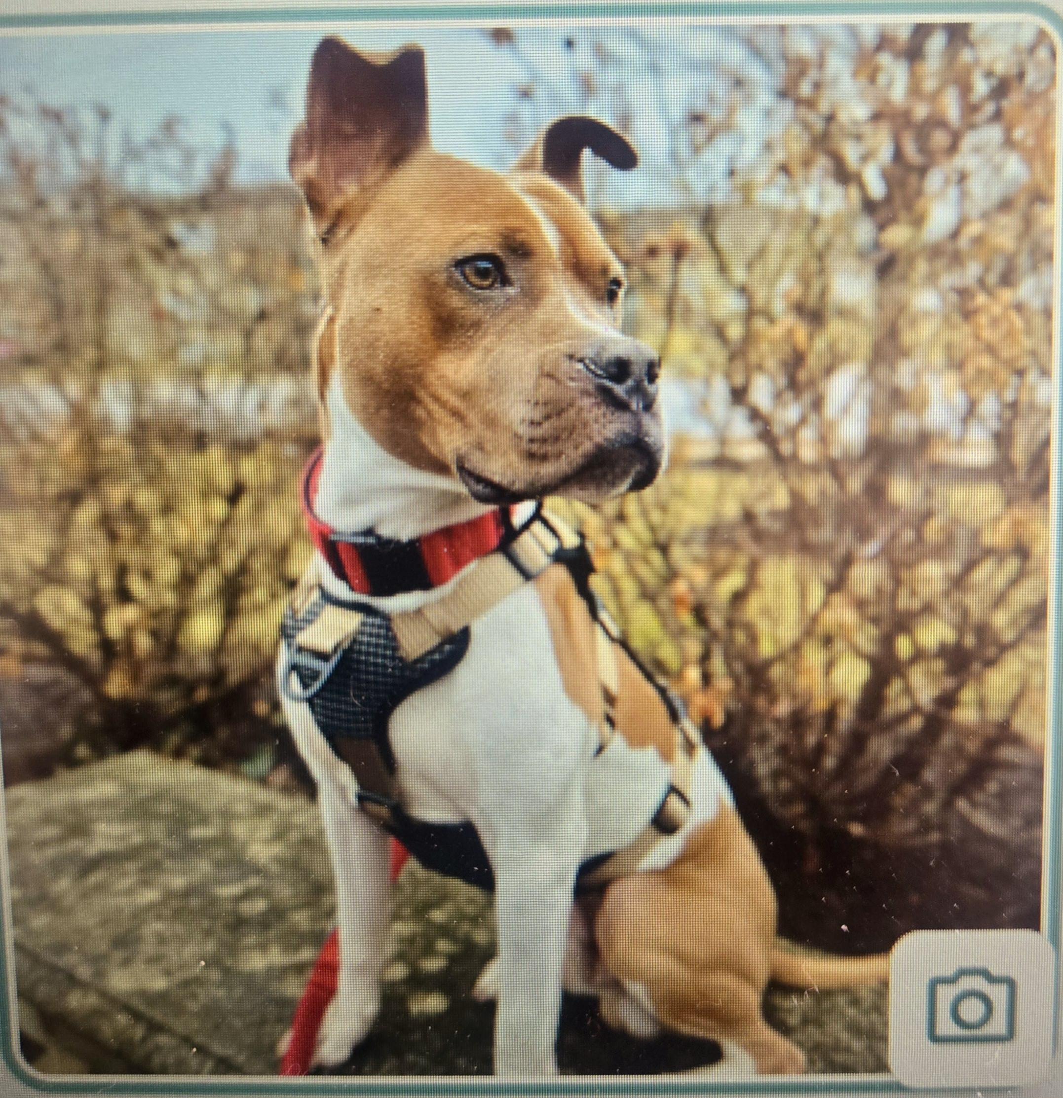 Benton, a Adopted mixed breed in Fredericksburg, VA image 2/2