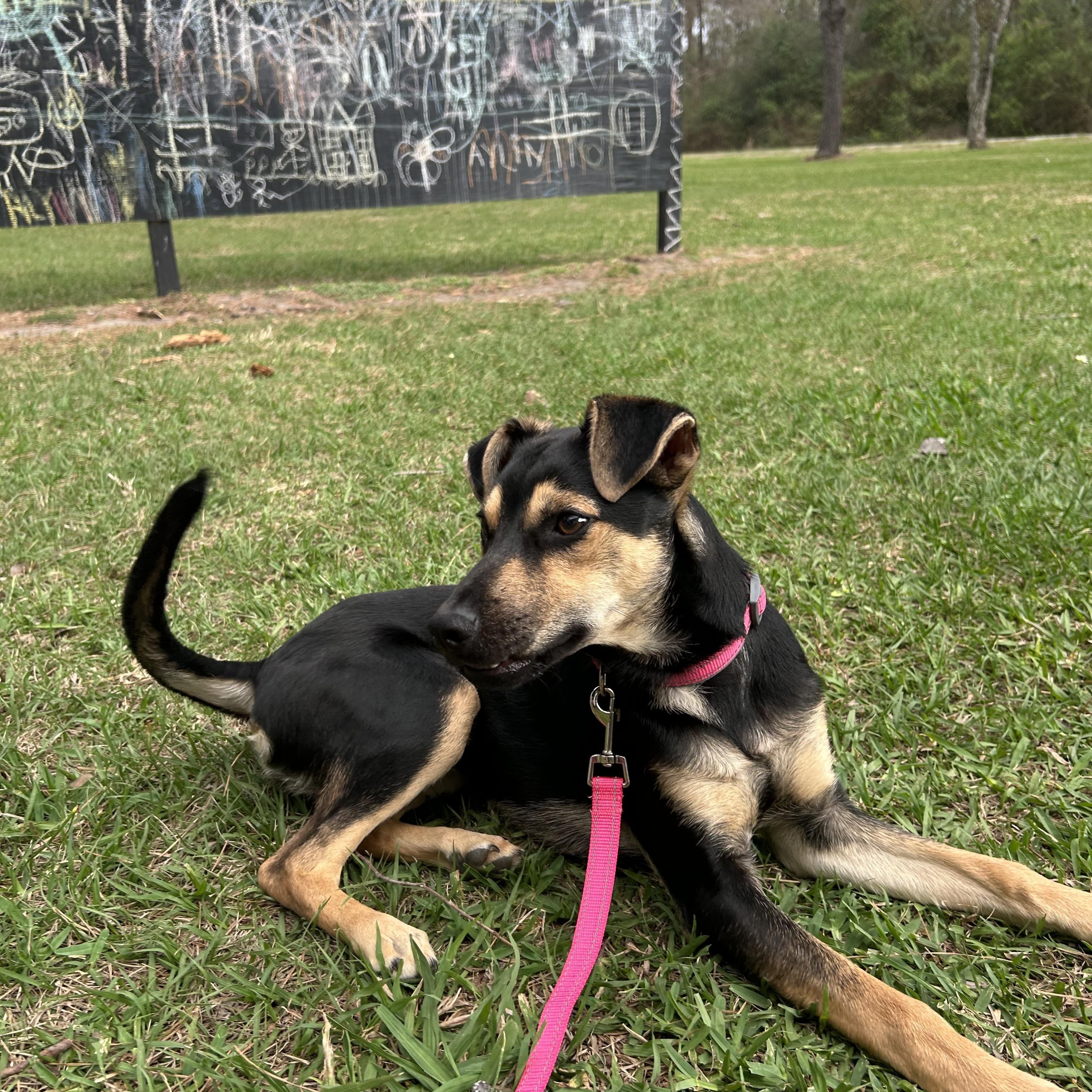 Enlarge Mila, a Adoptable mixed breed in Bellingham, WA image 3/6