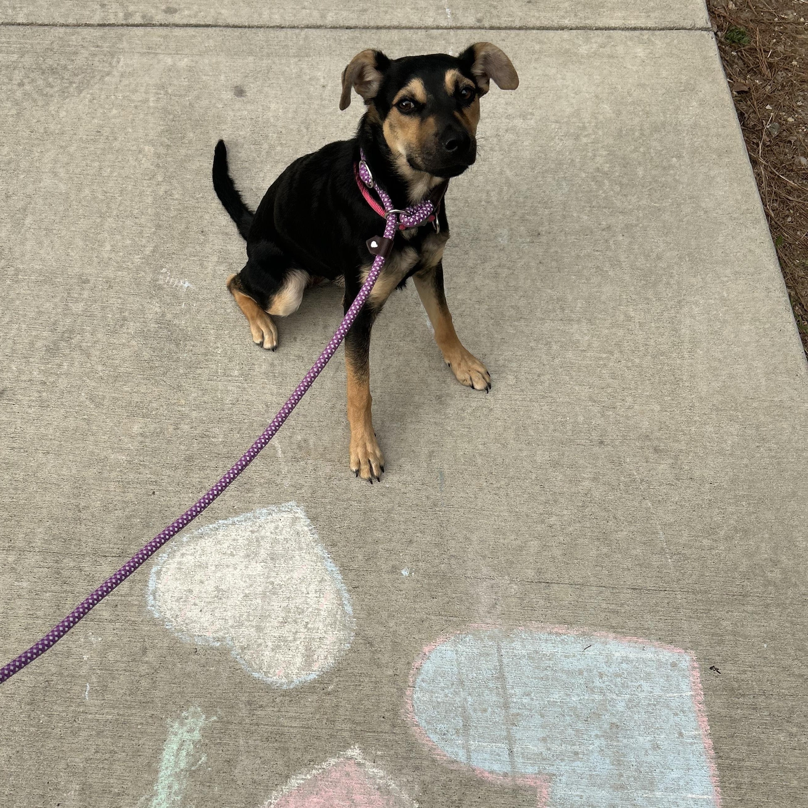 Enlarge Mila, a Adoptable mixed breed in Bellingham, WA image 2/6