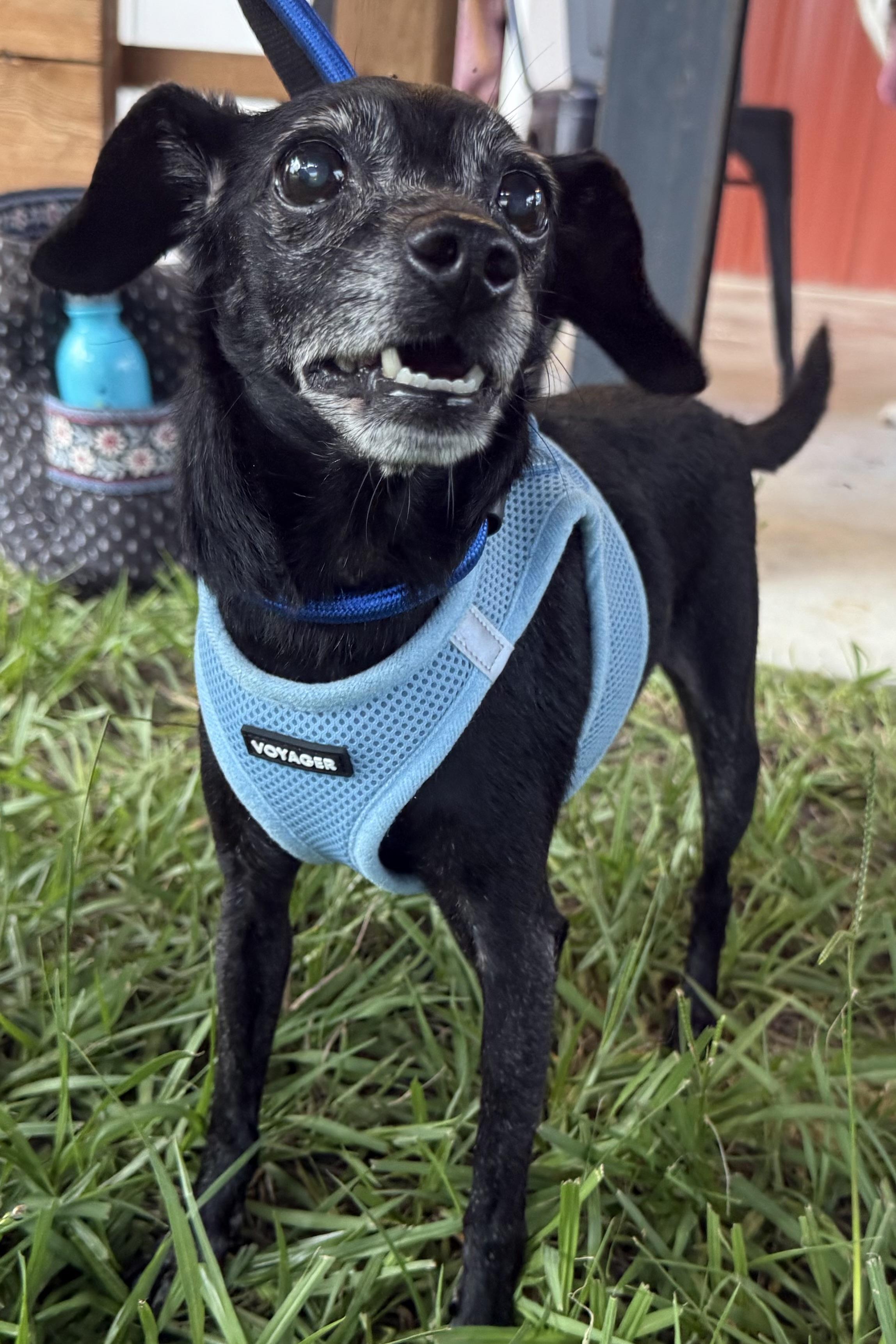 Archer, Adoptable, Senior Male Chihuahua.