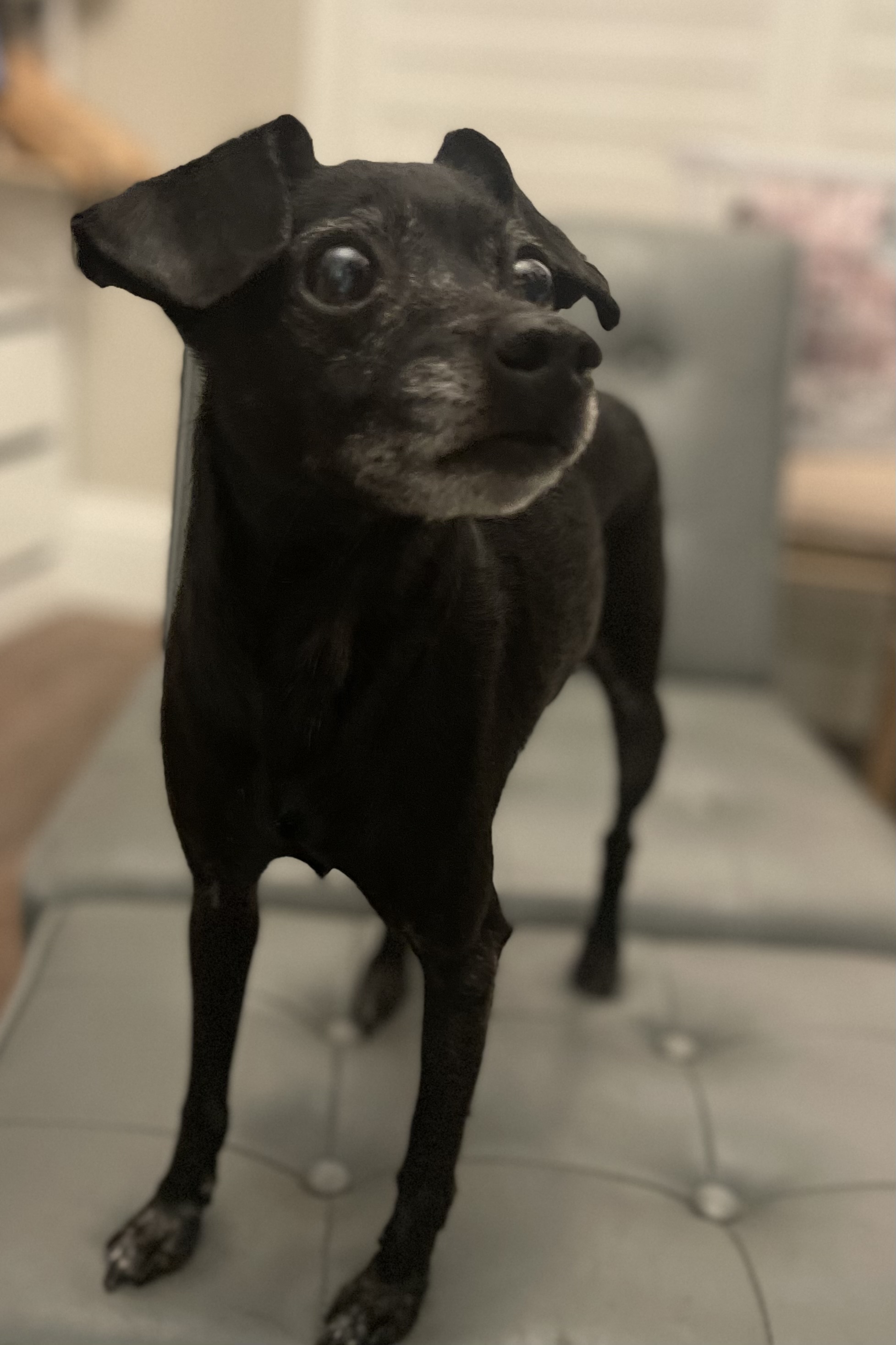 Archer, a Adoptable Chihuahua in Plant City, FL image 4/6