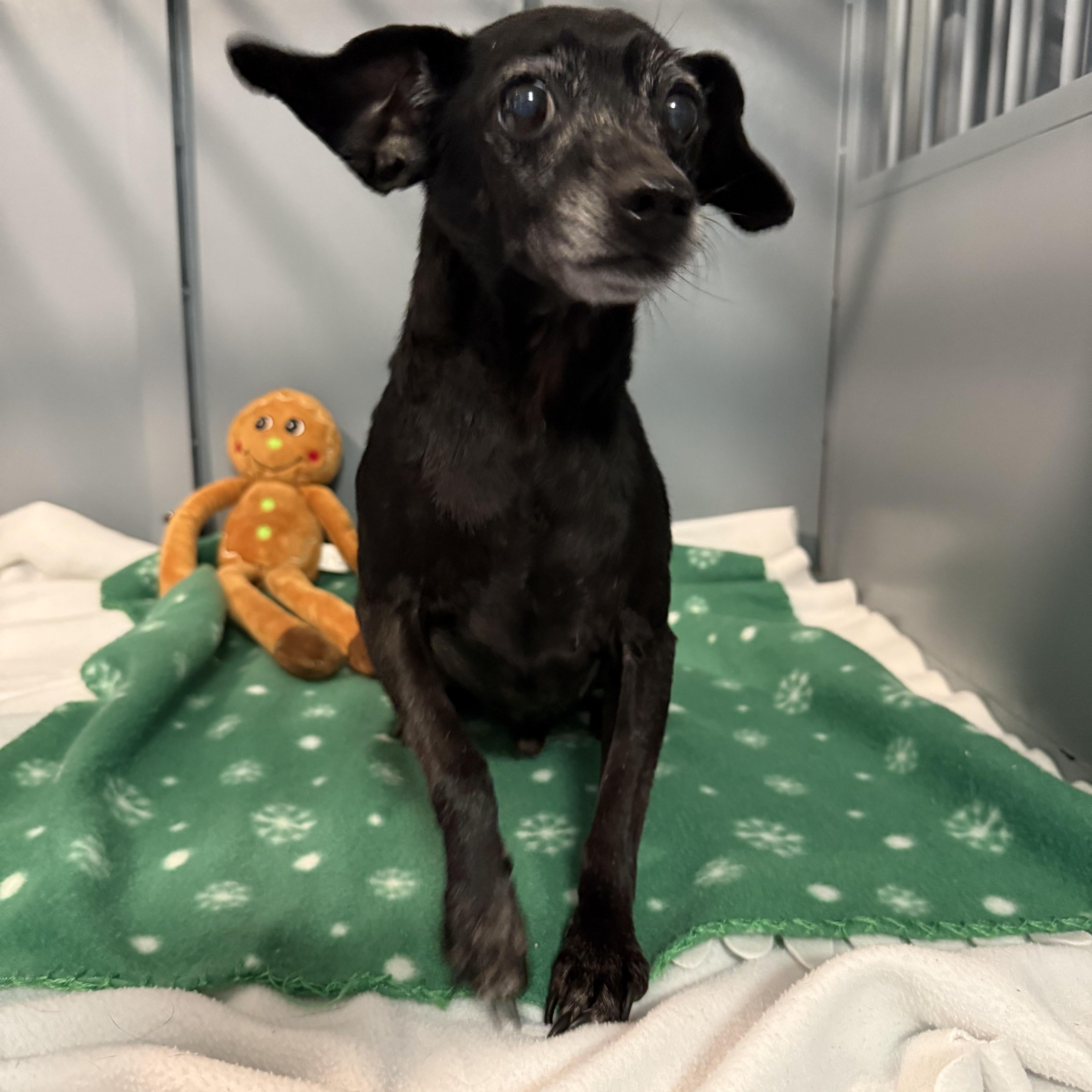 Archer, a Adoptable Chihuahua in Plant City, FL image 3/6