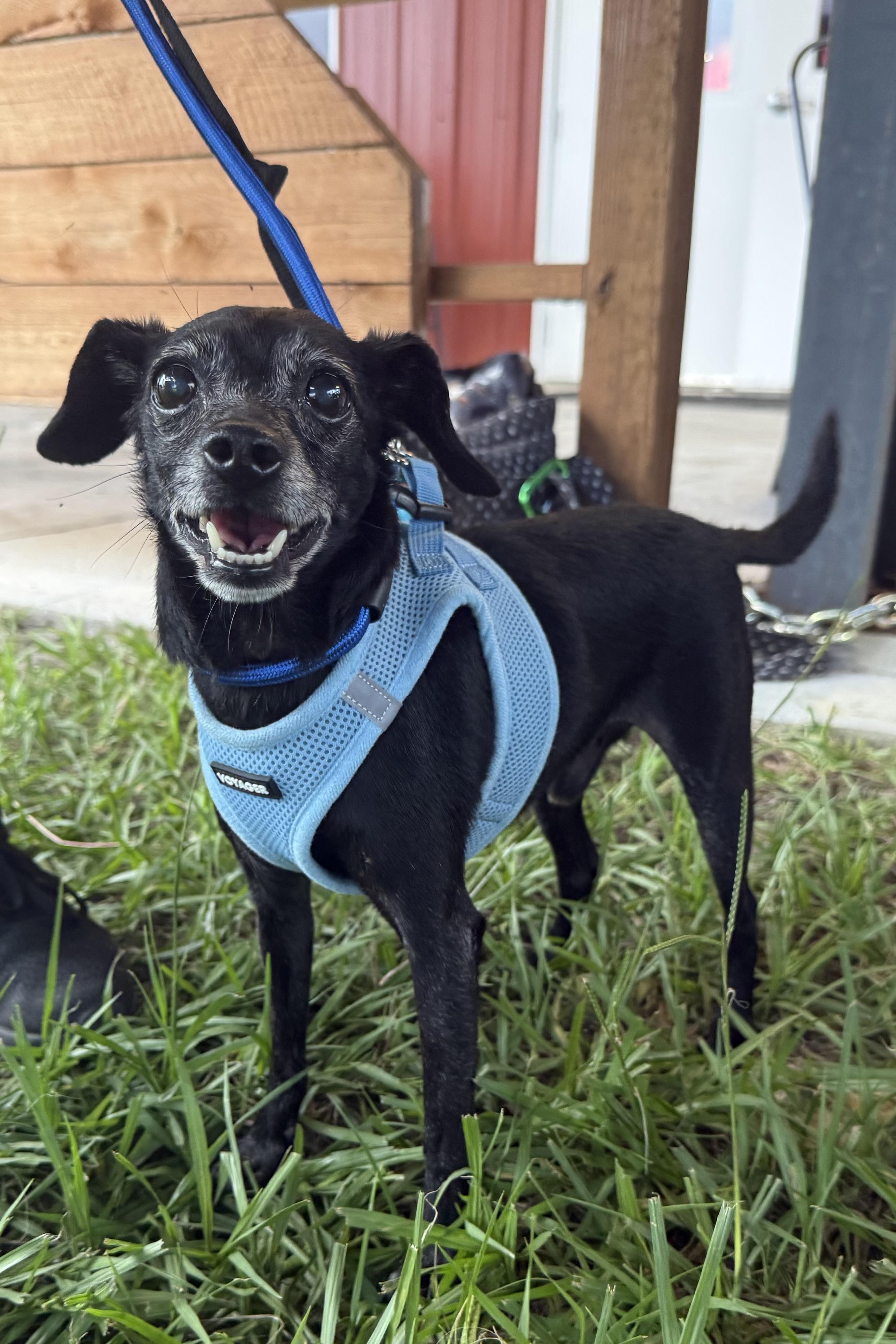 Archer, a Adoptable Chihuahua in Plant City, FL image 2/6